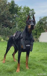 看家犬怎么选？忠诚勇敢最重要！（看家护主什么狗最好）