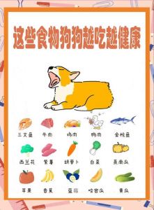 狗狗体味大？洗澡梳毛勤护理！（狗狗吃什么可以减体味）
