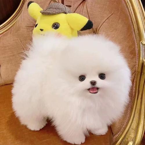 袖狗马尔济斯等小型犬，娇小可爱，理想宠物！（长不大的小狗有什么品种）