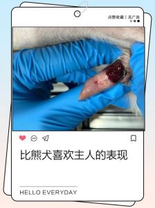 狗狗认主靠什么？摇尾巴靠腿这些行为有啥意义？（小狗真正认主人的表现）