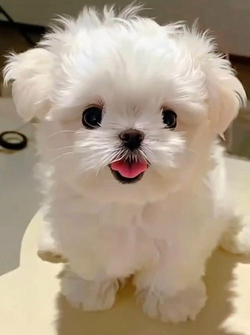 小白狗受欢迎，吉娃娃法斗小鹿犬等好养！（白色的狗小型犬顺毛的）