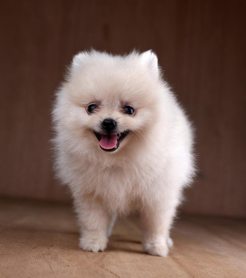 温顺可爱，都市生活好伴侣（宠物狗图片小型犬）