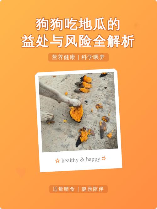 狗狗适量吃熟地瓜好处多（狗狗吃地瓜有好处吗）