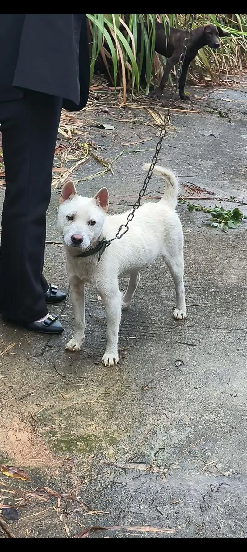 中国古老犬种,忠诚守护,文化传承(正宗土狗图片) 中国古老犬种,忠诚守护,文化传承(正宗土狗图片)