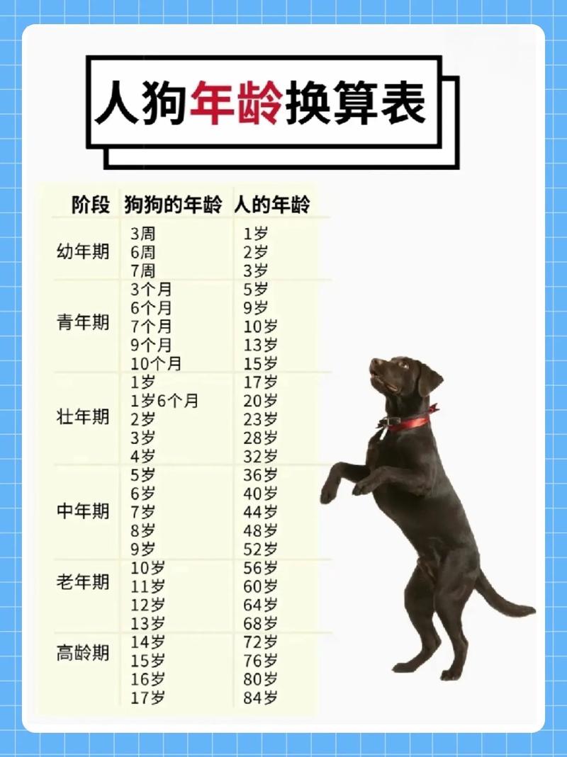 拉布拉多5岁智如童，训练需耐心引导（狗狗的智商等于几岁）