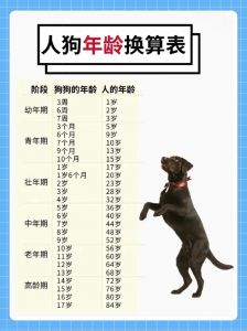 拉布拉多5岁智如童，训练需耐心引导（狗狗的智商等于几岁）