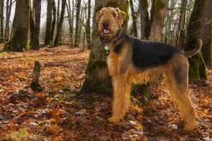 哈士奇柴犬泰迪雪纳瑞吉娃娃（大型犬不掉毛无体味的狗排名）