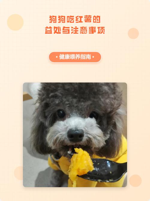狗狗能吃熟红薯，别喂生红薯干（狗狗吃红薯生的好还是熟的好）