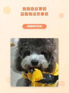 狗狗能吃熟红薯，别喂生红薯干（狗狗吃红薯生的好还是熟的好）