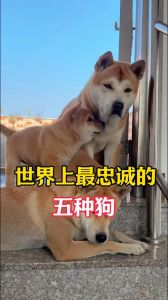 拉布拉多边境牧羊犬等家庭好伴侣（什么狗又好养又忠诚）