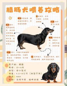狗狗体味重怎么办？（体味重的狗狗排名）