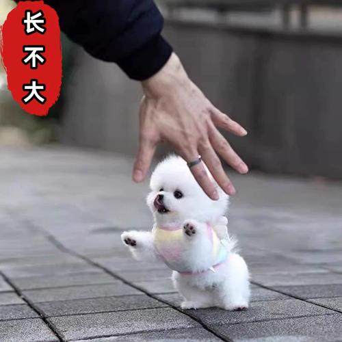 小型犬好养?九种城市伴侣犬推荐!(体型最小的宠物狗) 小型犬好养?九种城市伴侣犬推荐!(体型最小的宠物狗)