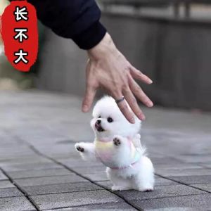 小型犬好养？九种城市伴侣犬推荐！（体型最小的宠物狗）