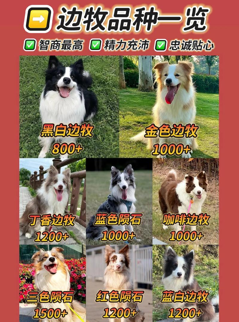 边牧贵宾德牧金毛拉布拉多(边牧智商狗狗排第几) 边牧贵宾德牧金毛拉布拉多(边牧智商狗狗排第几)