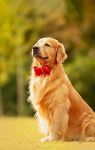 拉布拉多德国牧羊犬等（什么狗又聪明又忠诚）