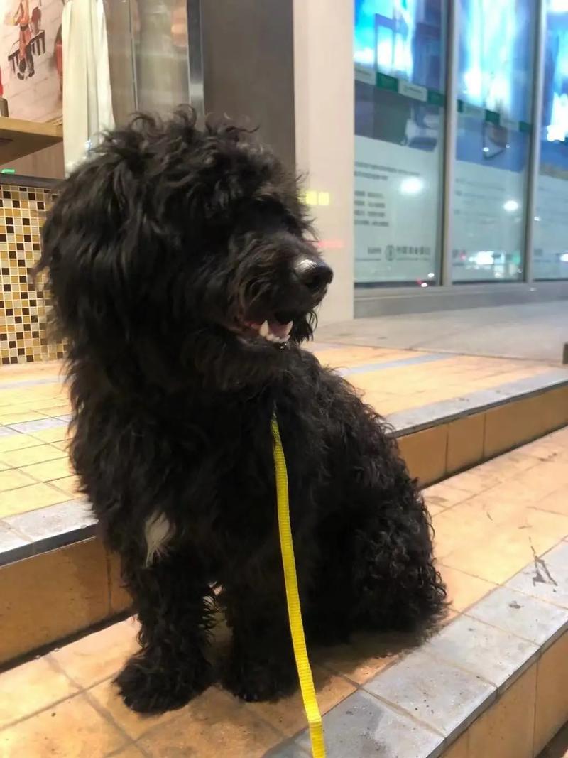 狗狗爪子变黑原因及修剪小贴士（狗狗有黑色爪子的吗）