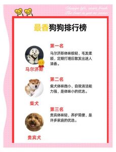 体味轻狗狗推荐及护理（体味较轻的宠物狗有哪些）