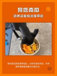 南瓜助消化促排便，增强免疫保护眼，控制体重但别过量喂（小狗吃南瓜有什么好处）