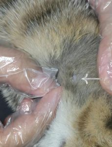 小奶猫抓伤鼻子，我接种疫苗防狂犬病（被2个月家养的猫挠了）