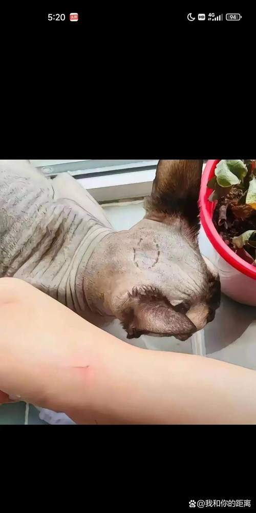 猫挠伤下巴别大意，正确处理防感染（家养猫不小心挠了一下）