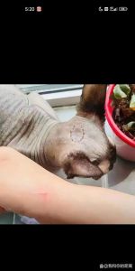 猫挠伤下巴别大意，正确处理防感染（家养猫不小心挠了一下）