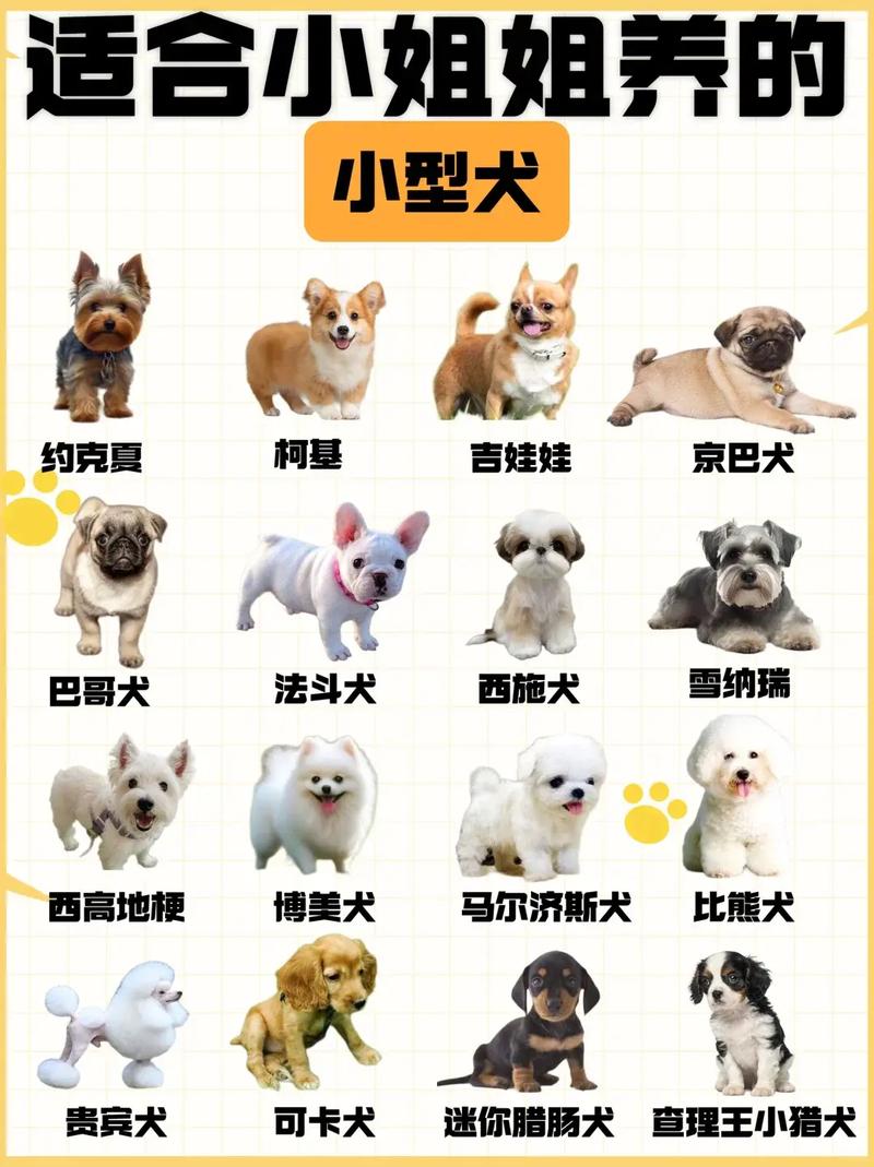 小型犬与大型犬的挑选指南（常见狗狗品种30种）
