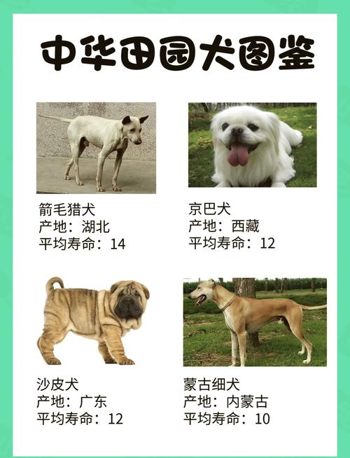 农耕文明的活化石，濒危犬种需保护（中华田园犬12个品种图土狗）