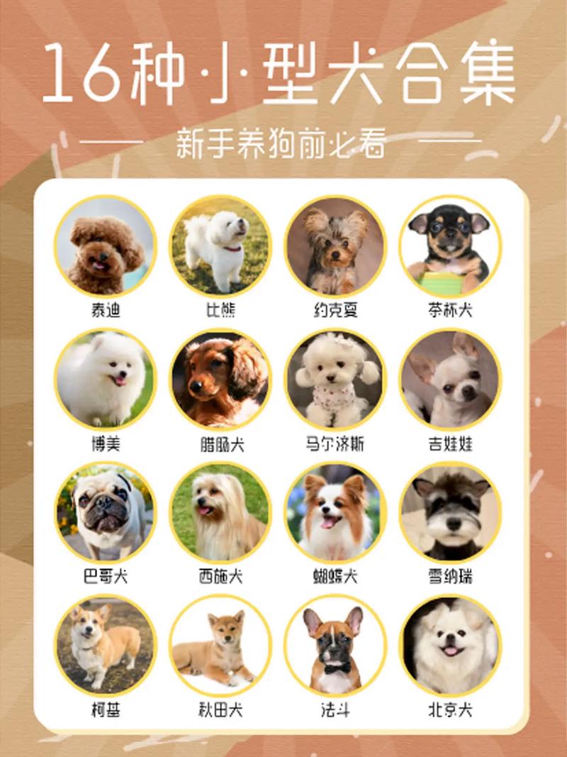 选对犬种省费用,中小型易打理(预算少可以养哪种狗) 选对犬种省费用,中小型易打理(预算少可以养哪种狗)
