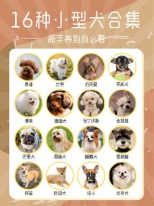 选对犬种省费用，中小型易打理（预算少可以养哪种狗）