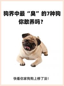 比熊泰迪雪纳瑞柴犬哈士奇马尔济斯（无体臭的狗狗排行）