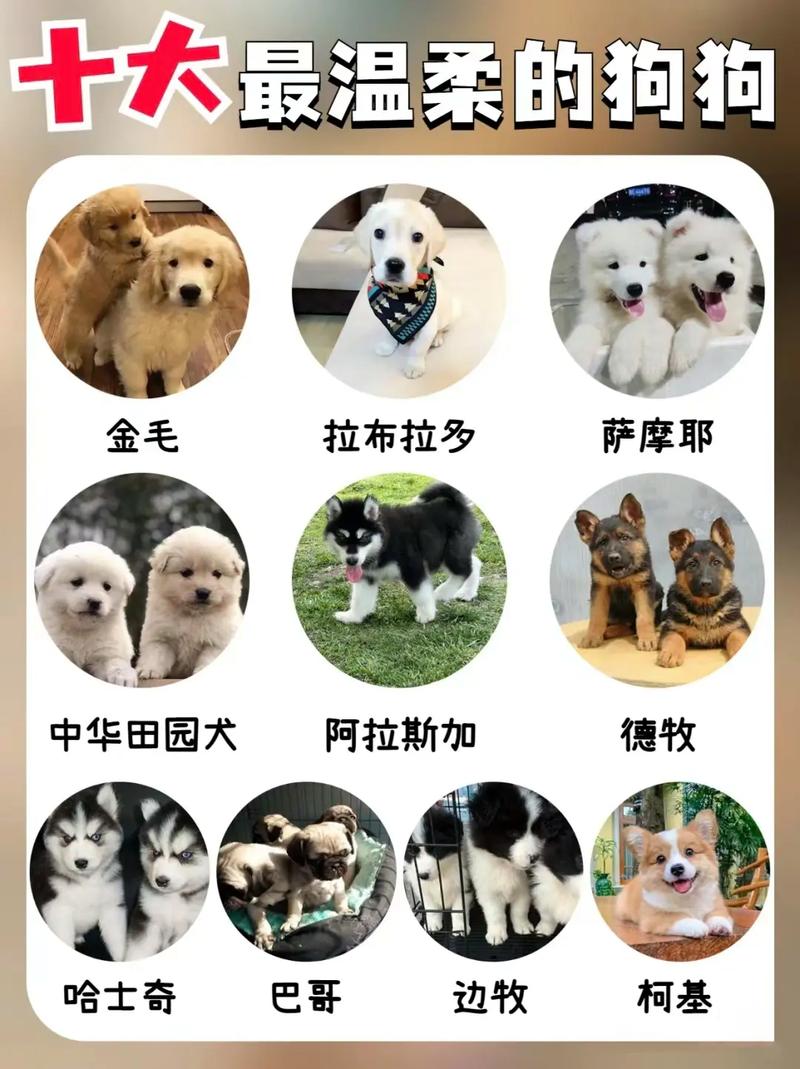 边境牧羊犬到拉布拉多(宠物名犬排名犬排行榜前十名最新) 边境牧羊犬到拉布拉多(宠物名犬排名犬排行榜前十名最新)