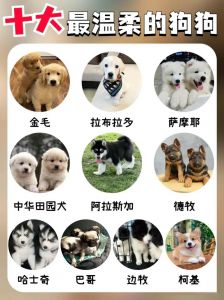边境牧羊犬到拉布拉多（宠物名犬排名犬排行榜前十名最新）