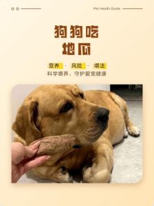 红薯养狗好，但别多吃煮熟的！（狗狗吃红薯有什么好处和坏处）