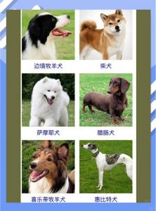 拉布拉多连霸31年！最受欢迎狗狗大盘点（十大宠物狗）