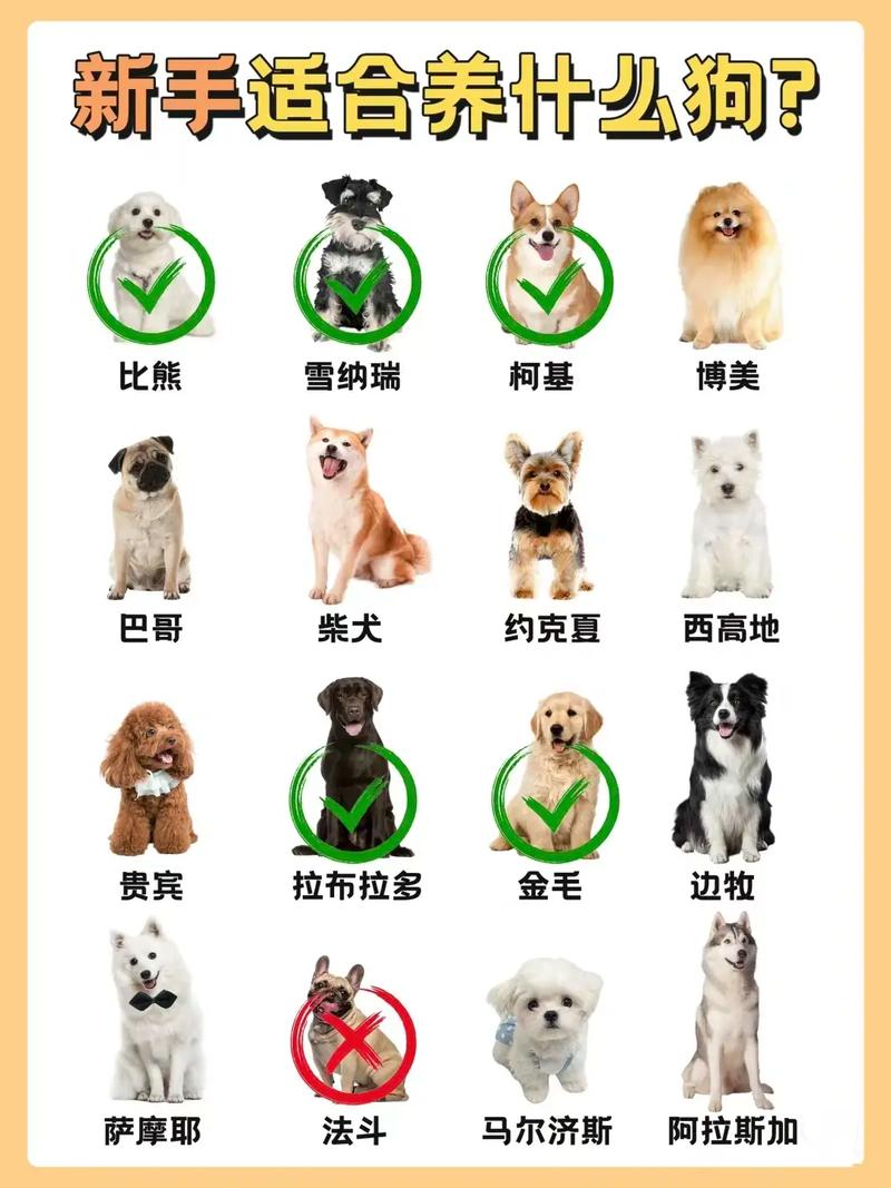 狗品种多，选对适合你家（宠物狗的品种图片大全）