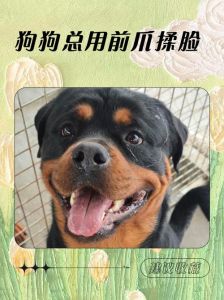 爱意互动还是不适信号？（狗狗用爪子挠主人脸）
