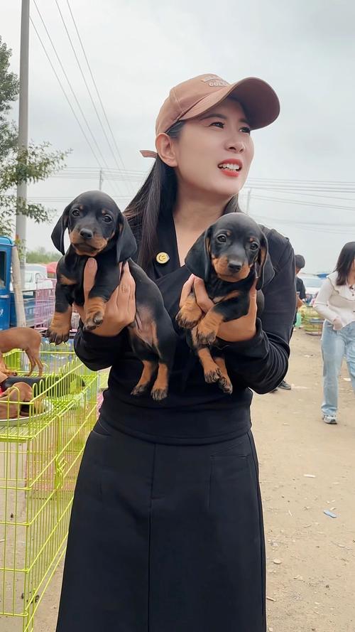 小型犬好养不掉毛，仓鼠龙猫几乎不掉毛（体型很小的狗狗不掉毛体味小）