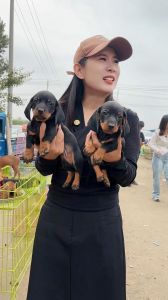 小型犬好养不掉毛，仓鼠龙猫几乎不掉毛（体型很小的狗狗不掉毛体味小）