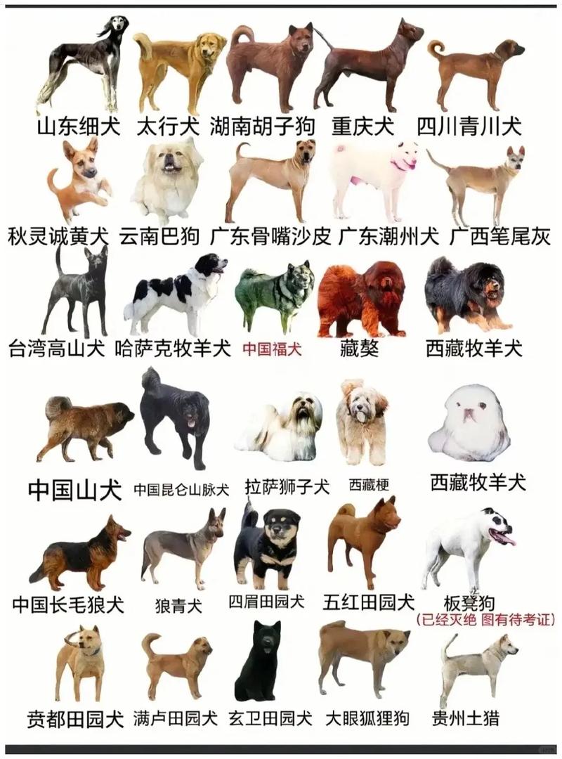 守护家宠，关爱本土品种（中华田园犬12个品种图 土狗）