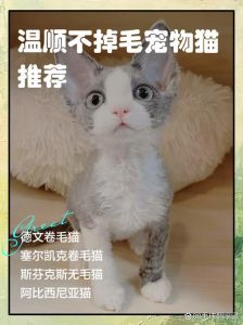 低掉毛宠物推荐（不掉毛的宠物）