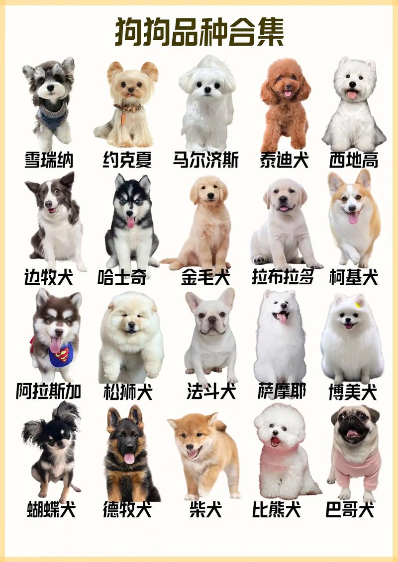 柯基到田园犬，优缺点大解析（宠物狗排名前十名的品种）