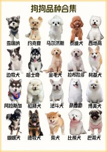柯基到田园犬，优缺点大解析（宠物狗排名前十名的品种）