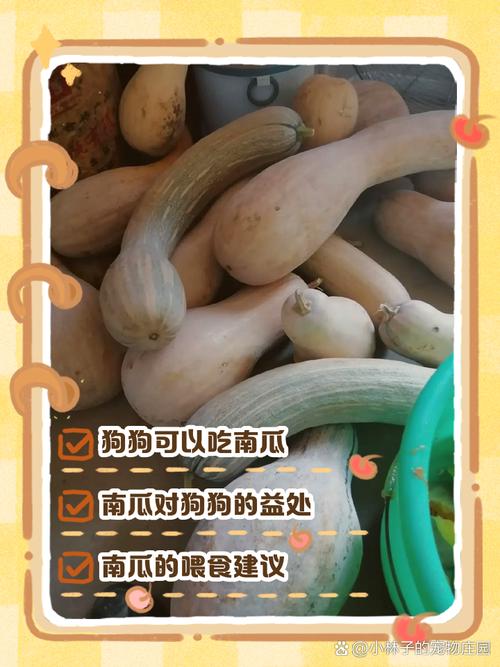 嫩丝瓜，助健康（狗狗吃丝瓜有什么好处）