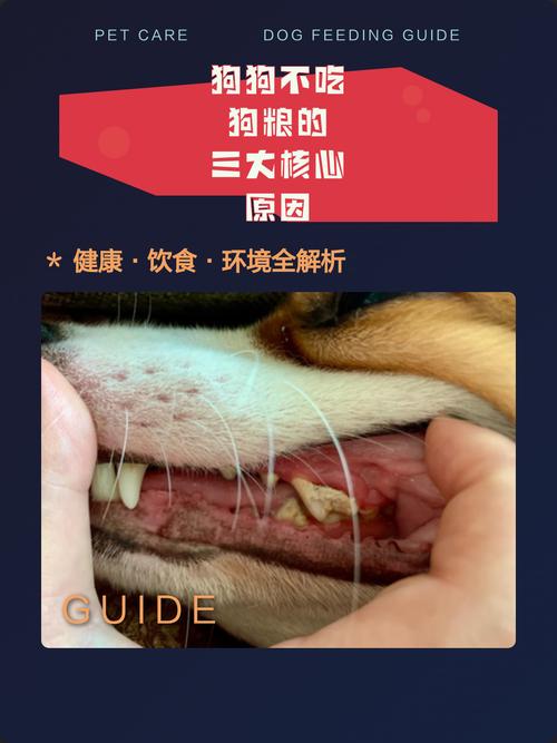 狗狗不吃粮？排查健康，试试泡粮加运动！（狗狗宁愿饿着不吃狗粮）