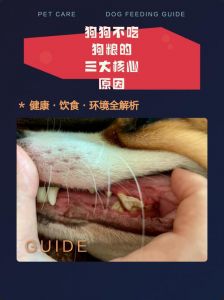 狗狗不吃粮？排查健康，试试泡粮加运动！（狗狗宁愿饿着不吃狗粮）