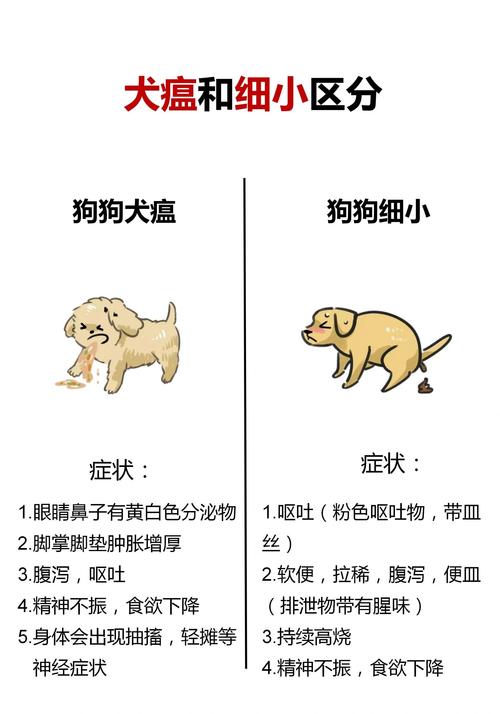 狗狗体味重怎么办？快速去除异味（狗臭是什么原因）