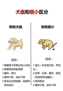 狗狗体味重怎么办？快速去除异味（狗臭是什么原因）