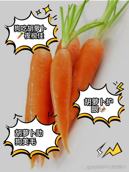 狗狗适量吃胡萝卜好，但别喂太多，注意煮熟！（狗狗吃胡萝卜的好处与坏处）