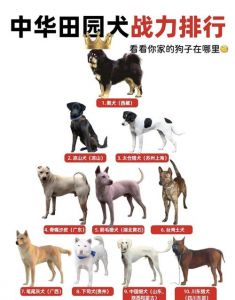 中华土狗品种多，选对伙伴更合适（土狗哪个品种好）
