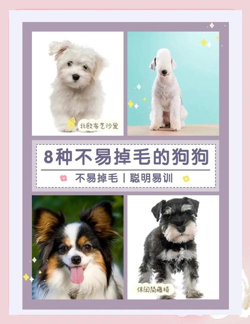 京巴嘴毛是特征，选狗理性看待掉毛（什么狗不爱掉毛）